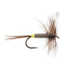 Adams Female